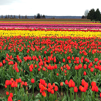 Can you make money on Tulips?